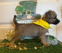 ACA Charme, a female Cairn Terrier for sale in Lawton, OK – Photo 4 of 5
