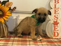 ACA Hutson, a male Cairn Terrier for sale in Lawton, OK – 2 of 5