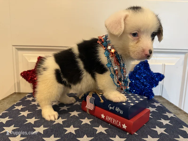 Romi – Pembroke Welsh Corgi, Miniature Australian Shepherd puppy for sale in Lawton, OK