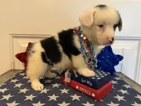 Romi, a female Pembroke Welsh Corgi and Miniature Australian Shepherd for sale in Lawton, OK – 4 of 7