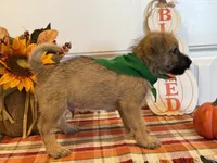 ACA Hutson, a male Cairn Terrier for sale in Lawton, OK – 5 of 5