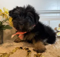 Mindy, a female Morkie for sale in Lawton, OK – 1 of 7