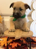 ACA Hutson, a male Cairn Terrier for sale in Lawton, OK – 3 of 5