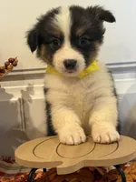 Jayla, a female Pembroke Welsh Corgi and Miniature Australian Shepherd for sale in Lawton, OK – 2 of 8