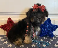 Abbie, a female Morkie for sale in Lawton, OK – 2 of 6