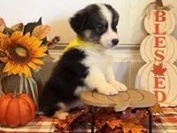 Jayla, a female Pembroke Welsh Corgi and Miniature Australian Shepherd for sale in Lawton, OK – 1 of 8