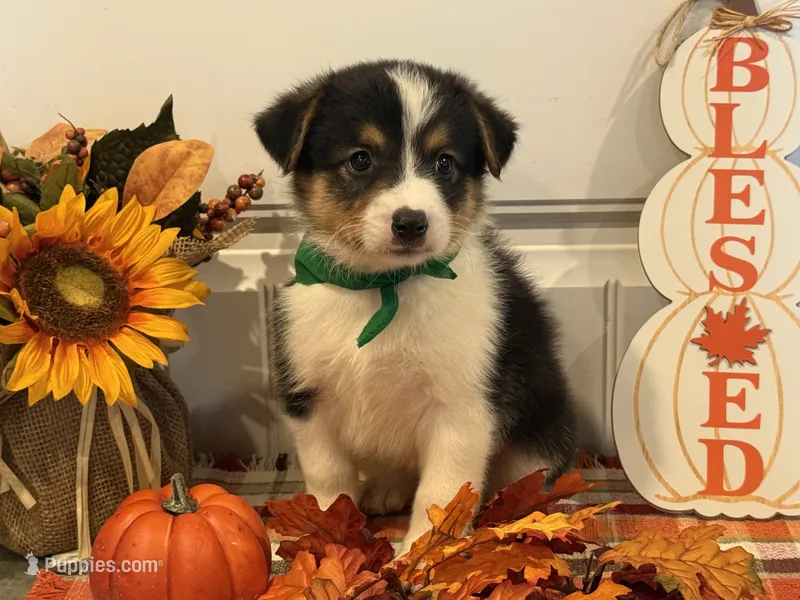 Jase – Pembroke Welsh Corgi, Miniature Australian Shepherd puppy for sale in Lawton, OK