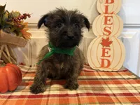ACA Hunter, a male Cairn Terrier for sale in Lawton, OK – 1 of 6