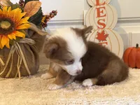 Gabbie, a female Pembroke Welsh Corgi and Miniature Australian Shepherd for sale in Lawton, OK – 4 of 6