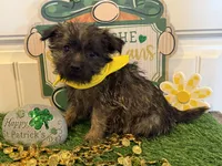 ACA Chazz, a male Cairn Terrier for sale in Lawton, OK – Photo 2 of 5