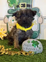 ACA Chazz, a male Cairn Terrier for sale in Lawton, OK – Photo 3 of 5