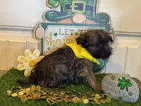 ACA Chazz, a male Cairn Terrier for sale in Lawton, OK – Photo 5 of 5