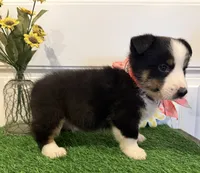 Rocker, a male Pembroke Welsh Corgi and Miniature Australian Shepherd for sale in Lawton, OK – 4 of 6
