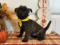 ACA Hailey, a female Cairn Terrier for sale in Lawton, OK – 8 of 8
