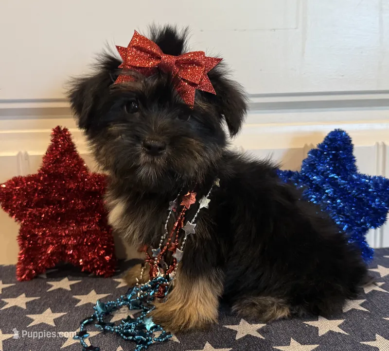 Abbie – Morkie puppy for sale in Lawton, OK