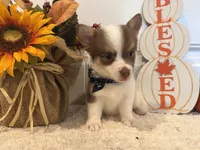 GiGI, a female Pembroke Welsh Corgi and Miniature Australian Shepherd for sale in Lawton, OK – 7 of 7