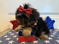 Abbie, a female Morkie for sale in Lawton, OK – 6 of 6