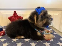 Alex, a male Morkie for sale in Lawton, OK – 7 of 7