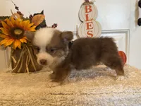 Gabbie, a female Pembroke Welsh Corgi and Miniature Australian Shepherd for sale in Lawton, OK – 6 of 6