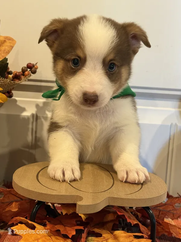Jessie – Pembroke Welsh Corgi, Miniature Australian Shepherd puppy for sale in Lawton, OK