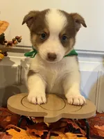 Jessie, a male Pembroke Welsh Corgi and Miniature Australian Shepherd for sale in Lawton, OK – 1 of 6