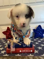 Romi, a female Pembroke Welsh Corgi and Miniature Australian Shepherd for sale in Lawton, OK – 2 of 7