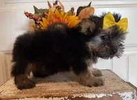 Jazzi, a female Morkie for sale in Lawton, OK – 5 of 7