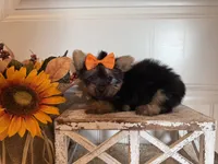 Jaxon, a male Morkie for sale in Lawton, OK – 6 of 7
