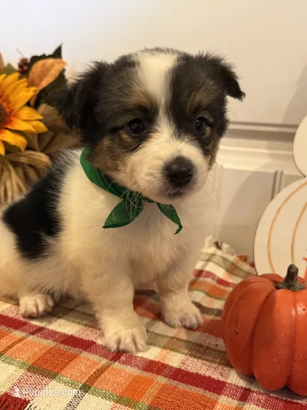 Jose – Pembroke Welsh Corgi, Miniature Australian Shepherd puppy for sale in Lawton, OK