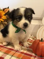 Jose, a male Pembroke Welsh Corgi and Miniature Australian Shepherd for sale in Lawton, OK – 1 of 6