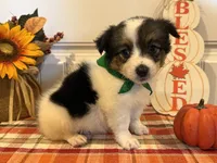 Jose, a male Pembroke Welsh Corgi and Miniature Australian Shepherd for sale in Lawton, OK – 3 of 6