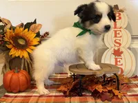 Jorge, a male Pembroke Welsh Corgi and Miniature Australian Shepherd for sale in Lawton, OK – 6 of 6