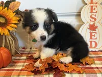 Johnnie, a male Pembroke Welsh Corgi and Miniature Australian Shepherd for sale in Lawton, OK – 6 of 6
