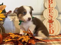 Jessie, a male Pembroke Welsh Corgi and Miniature Australian Shepherd for sale in Lawton, OK – 5 of 6