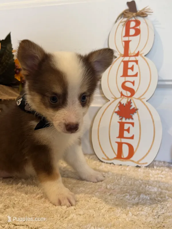 Gemme – Pembroke Welsh Corgi, Miniature Australian Shepherd puppy for sale in Lawton, OK