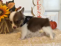 GiGI, a female Pembroke Welsh Corgi and Miniature Australian Shepherd for sale in Lawton, OK – 4 of 7
