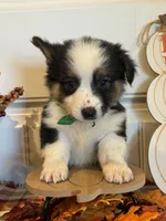 Johnnie, a male Pembroke Welsh Corgi and Miniature Australian Shepherd for sale in Lawton, OK – 2 of 6
