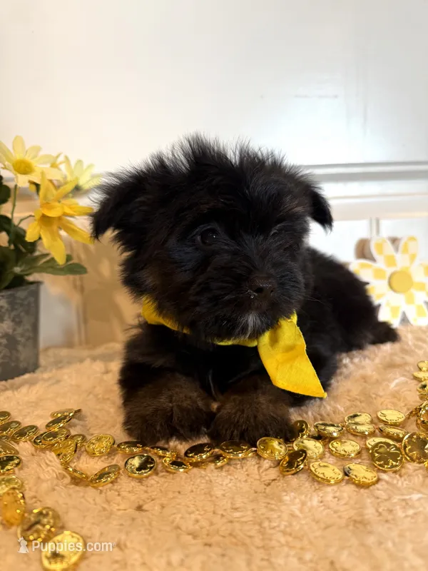 Myles – Morkie puppy for sale in Lawton, OK