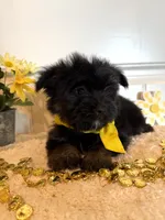 Myles, a male Morkie for sale in Lawton, OK – 1 of 6