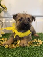 ACA Hank, a male Cairn Terrier for sale in Lawton, OK – 3 of 7