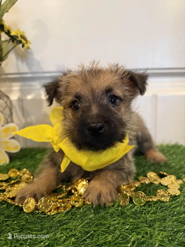 ACA Hank – Cairn Terrier puppy for sale in Lawton, OK