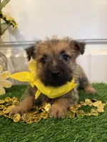 ACA Hank, a male Cairn Terrier for sale in Lawton, OK – 1 of 7