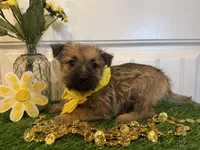ACA Hank, a male Cairn Terrier for sale in Lawton, OK – 6 of 7