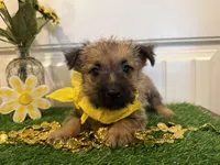 ACA Hank, a male Cairn Terrier for sale in Lawton, OK – 2 of 7