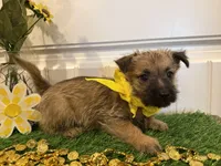 ACA Hank, a male Cairn Terrier for sale in Lawton, OK – 5 of 7