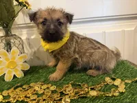 ACA Hank, a male Cairn Terrier for sale in Lawton, OK – 7 of 7