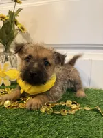 ACA Hank, a male Cairn Terrier for sale in Lawton, OK – 4 of 7