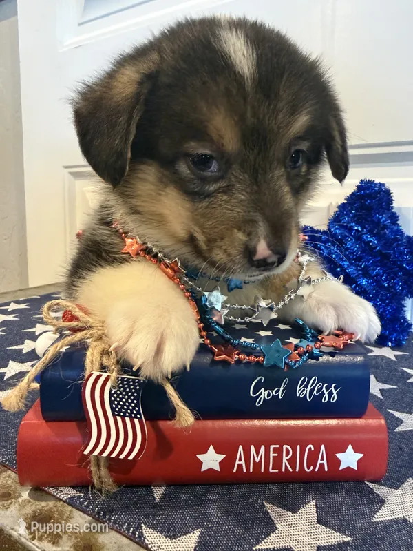 Rocker – Pembroke Welsh Corgi, Miniature Australian Shepherd puppy for sale in Lawton, OK