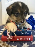 Rocker, a male Pembroke Welsh Corgi and Miniature Australian Shepherd for sale in Lawton, OK – 1 of 5