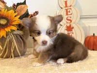 Gabbie, a female Pembroke Welsh Corgi and Miniature Australian Shepherd for sale in Lawton, OK – 3 of 6
